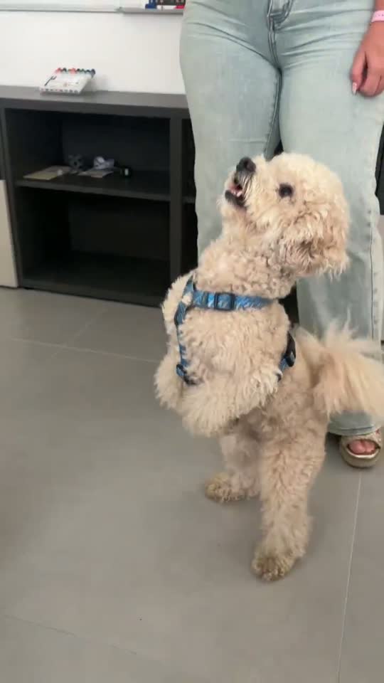 cane bellisismo